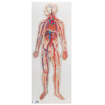 Human Circulatory System Model