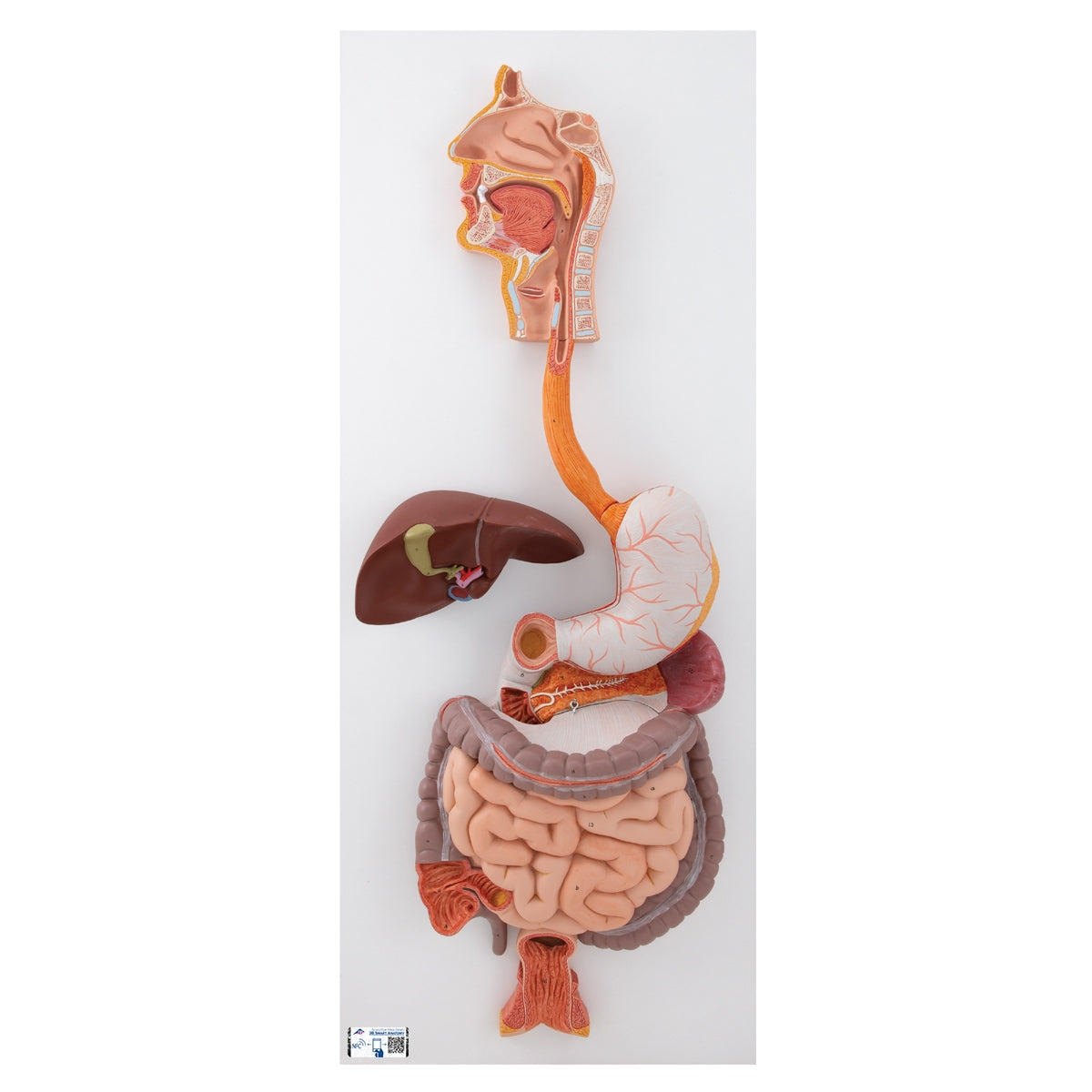 Human Digestive System Model, 3 part