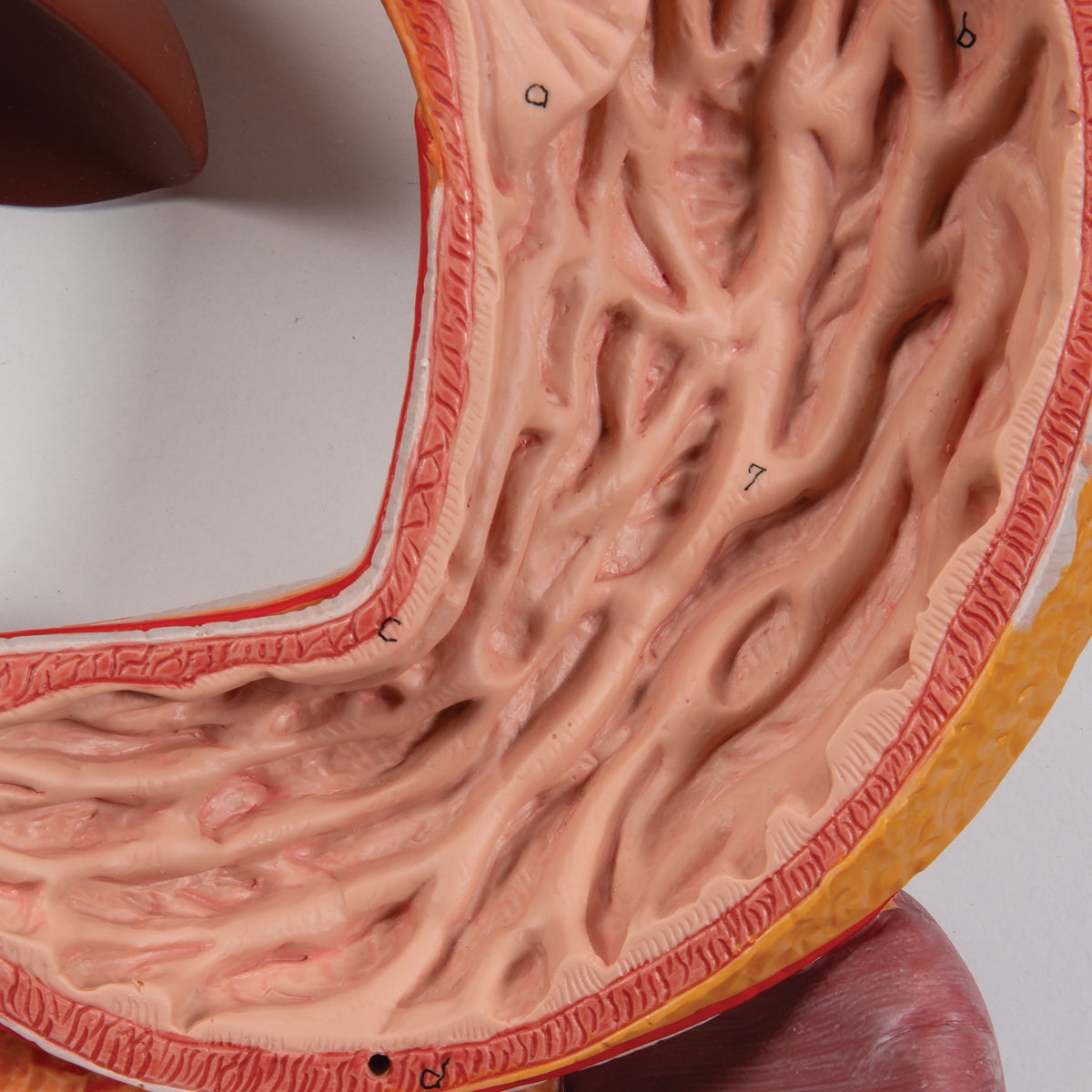 Human Digestive System Model, 3 part