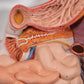 Human Digestive System Model, 3 part