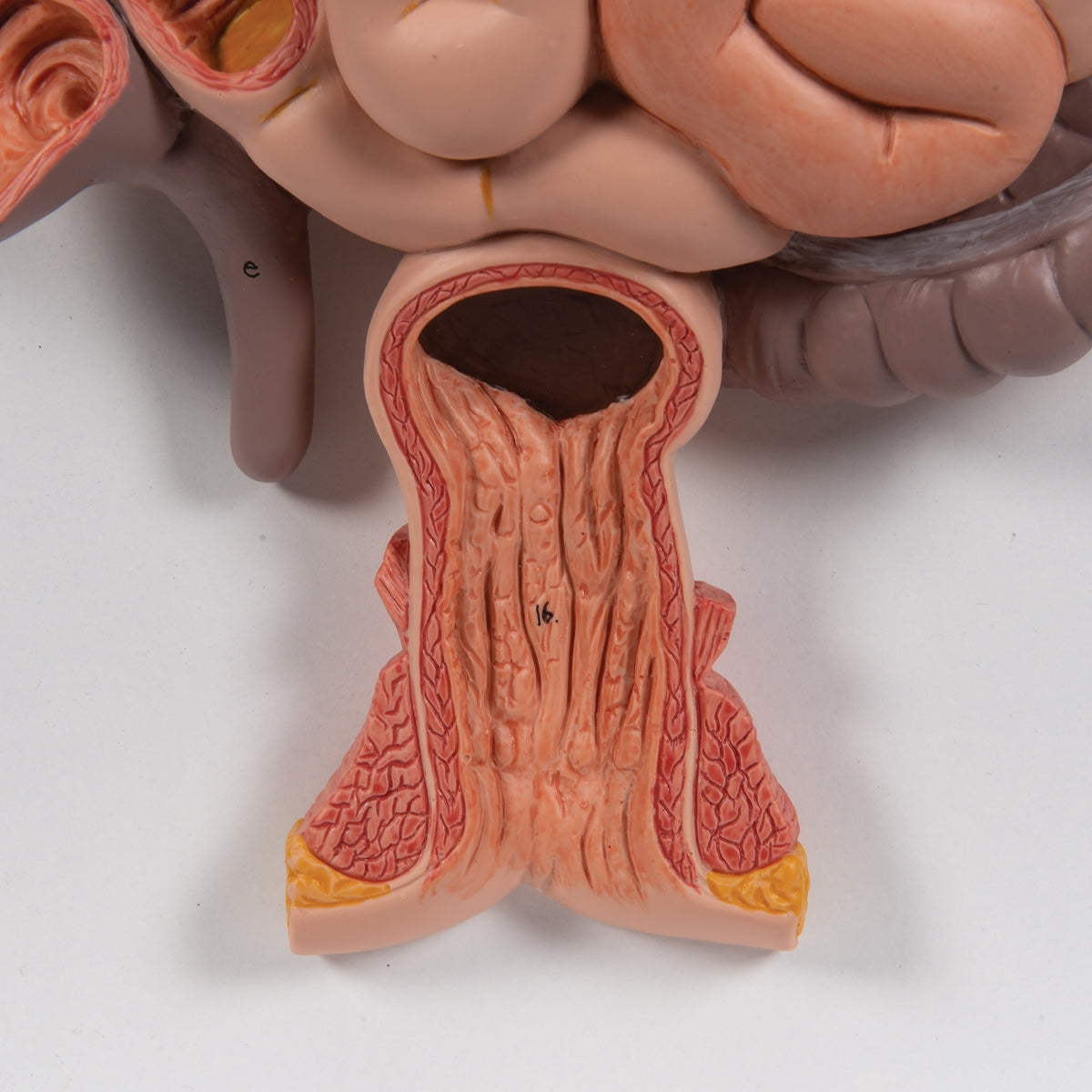 Human Digestive System Model, 3 part