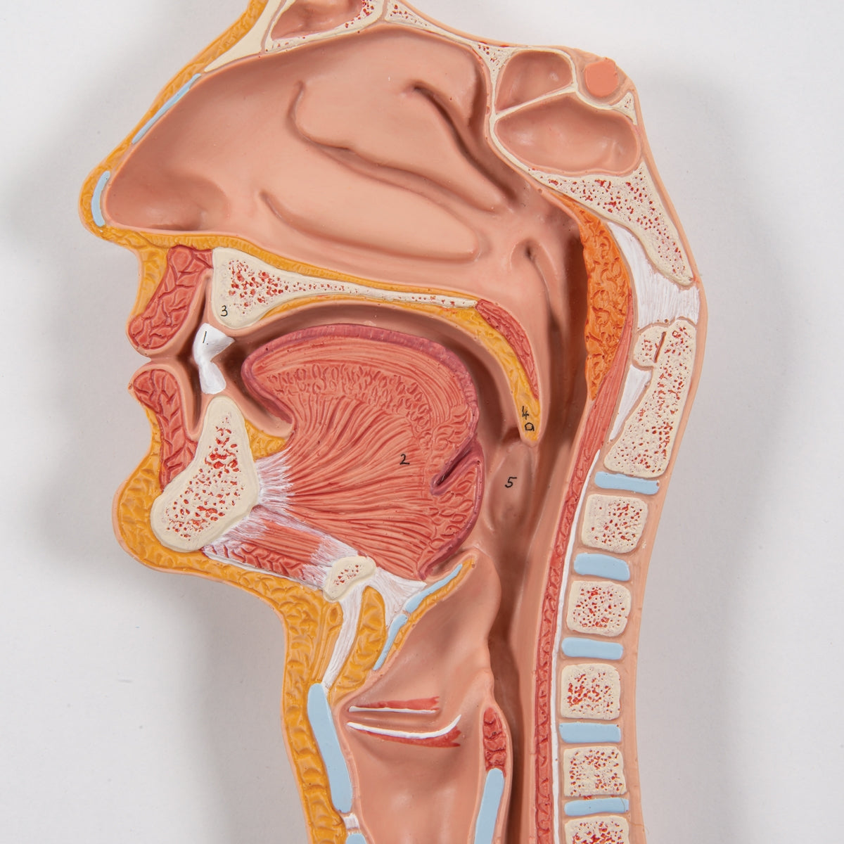 Human Digestive System Model, 3 part