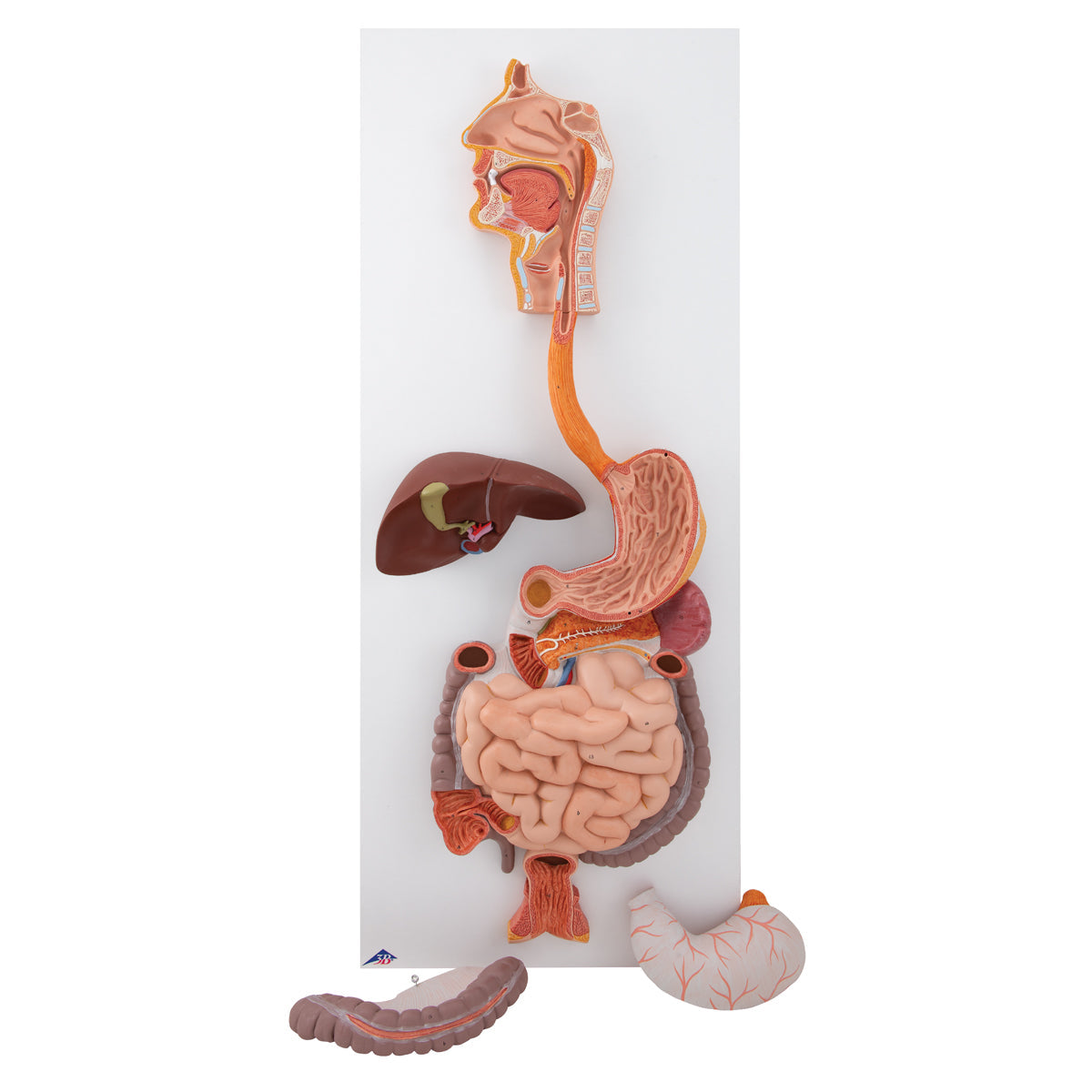 Human Digestive System Model, 3 part