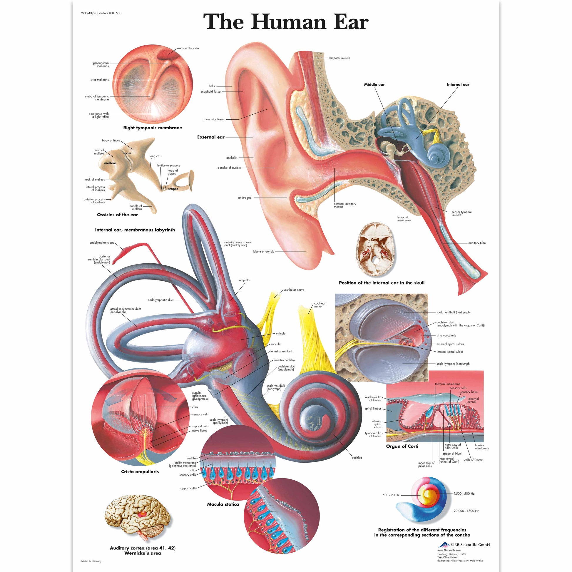 Human Ear Chart