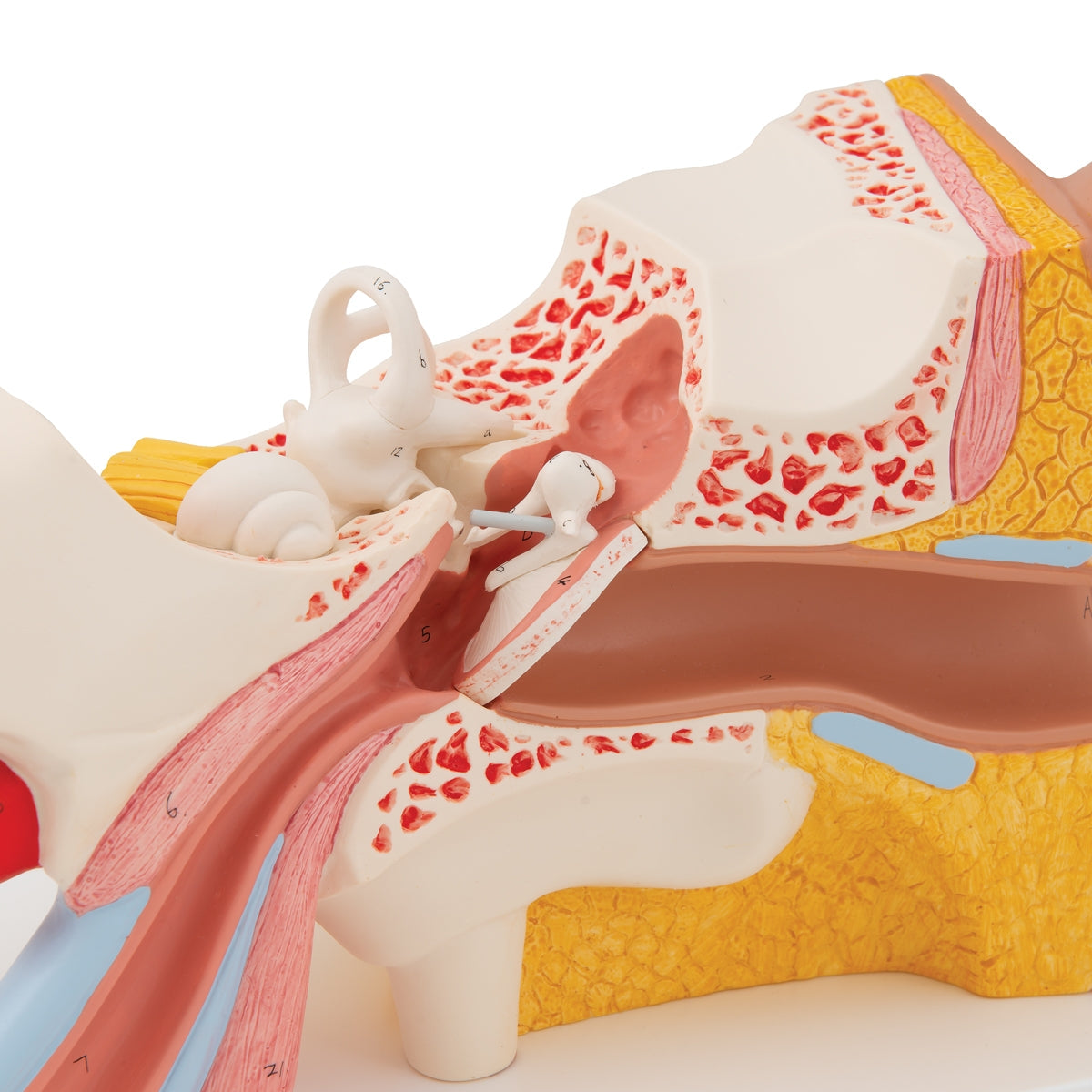 Human Ear Model, 3 times Life-Size, 4 part