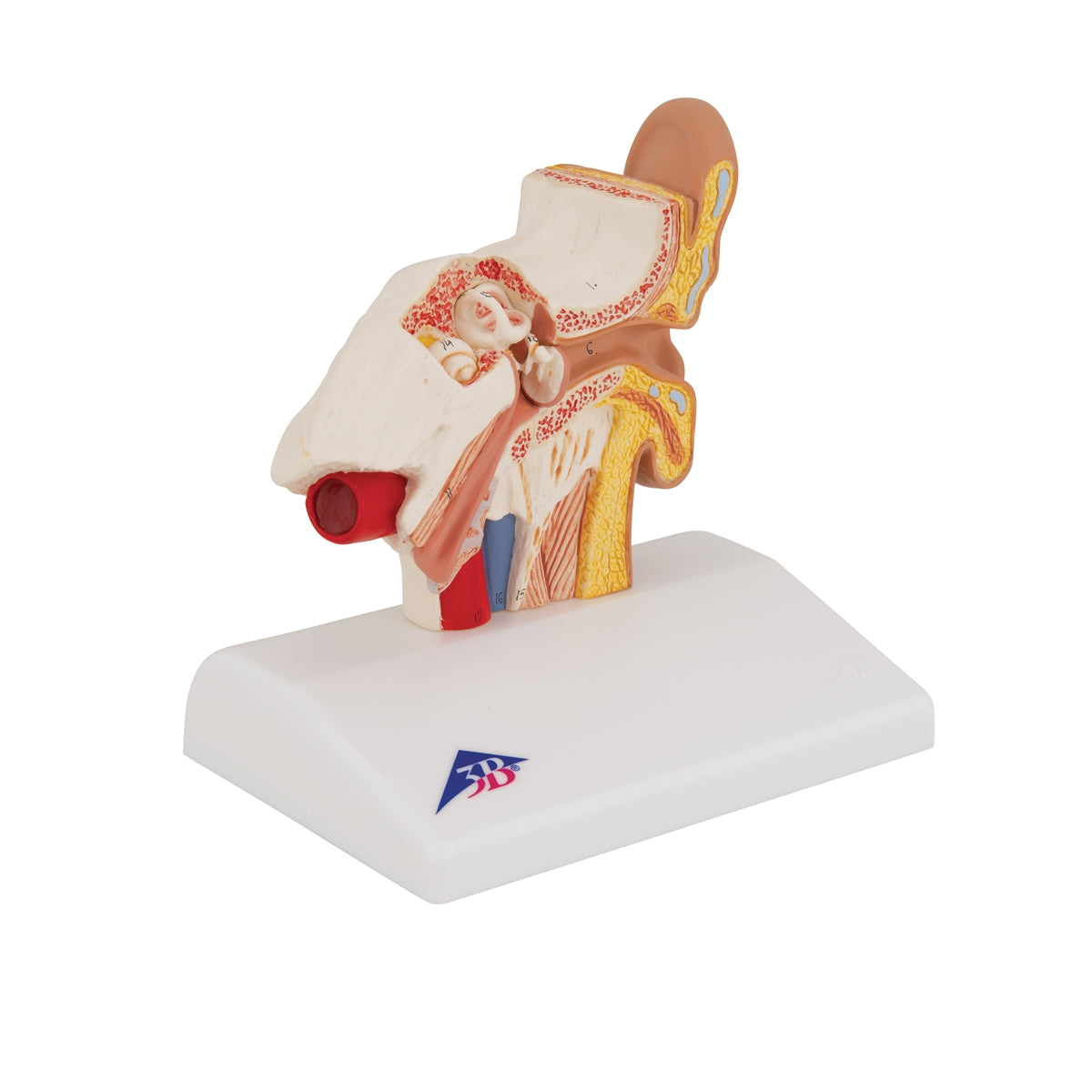 Human Ear Model for Desktop, 1.5 times Life-Size