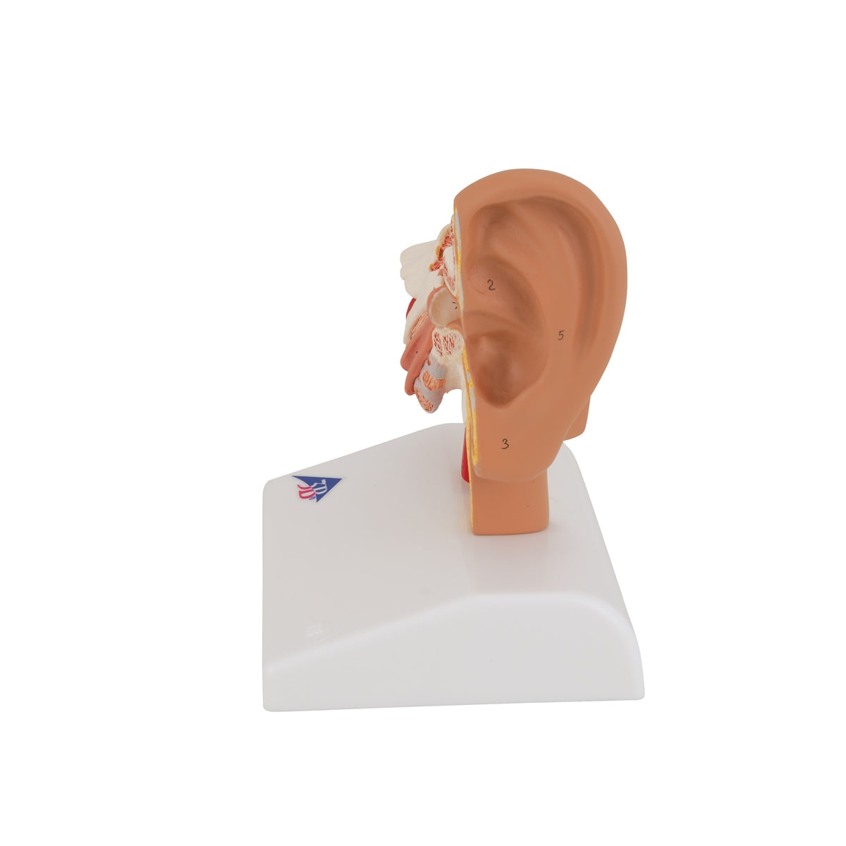 Human Ear Model for Desktop, 1.5 times Life-Size