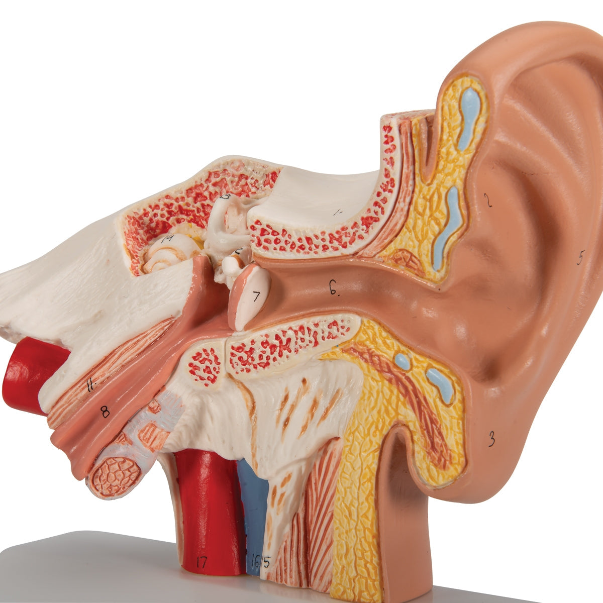 Human Ear Model for Desktop, 1.5 times Life-Size