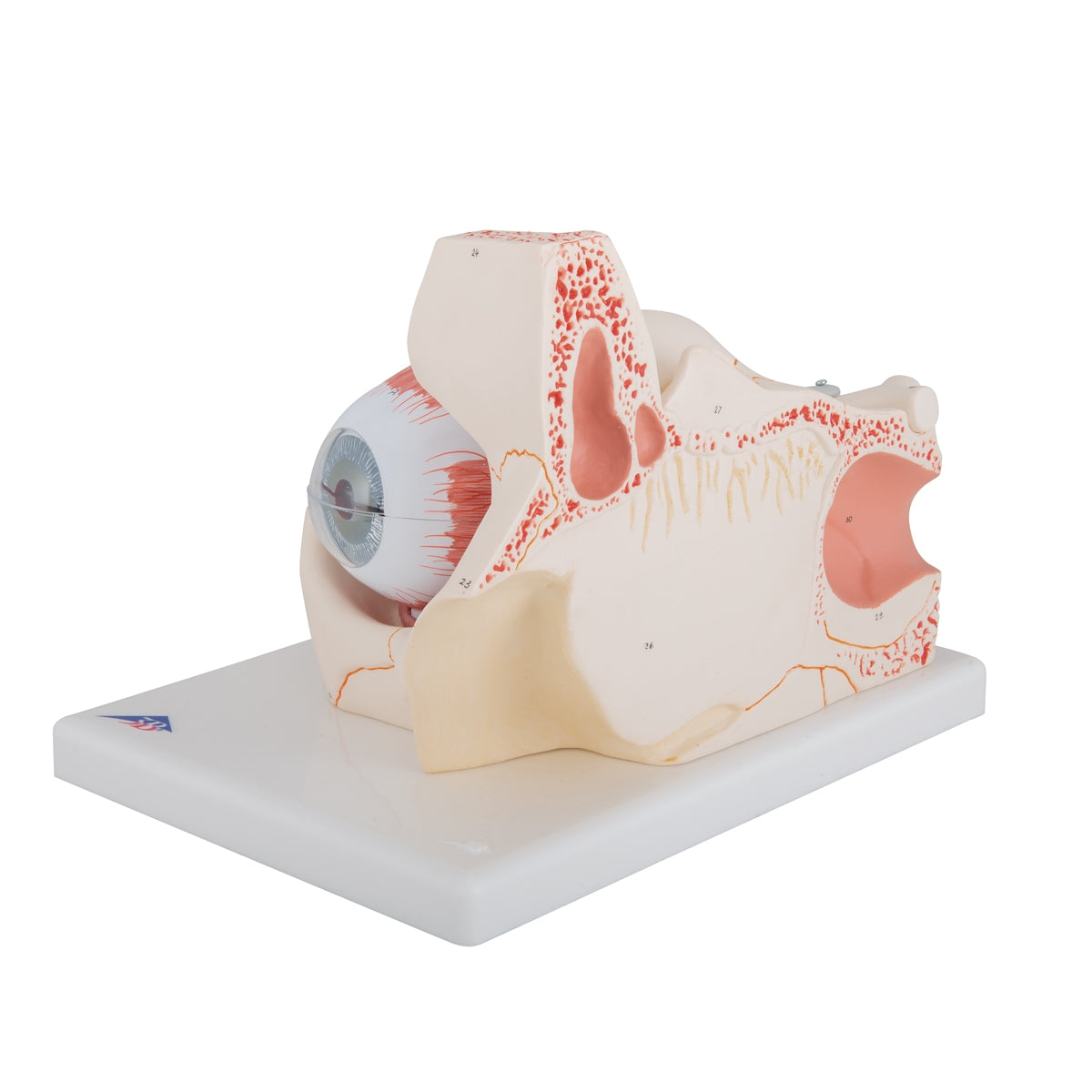 Human Eye Model, 3 times Full-Size, 7 part