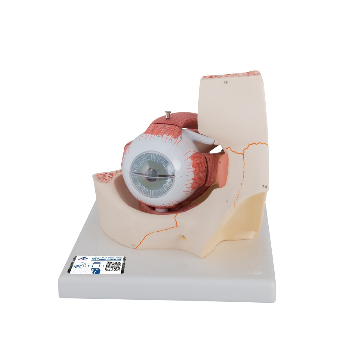 Human Eye Model, 3 times Full-Size, 7 part