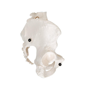 Human Female Pelvic Skeleton Model