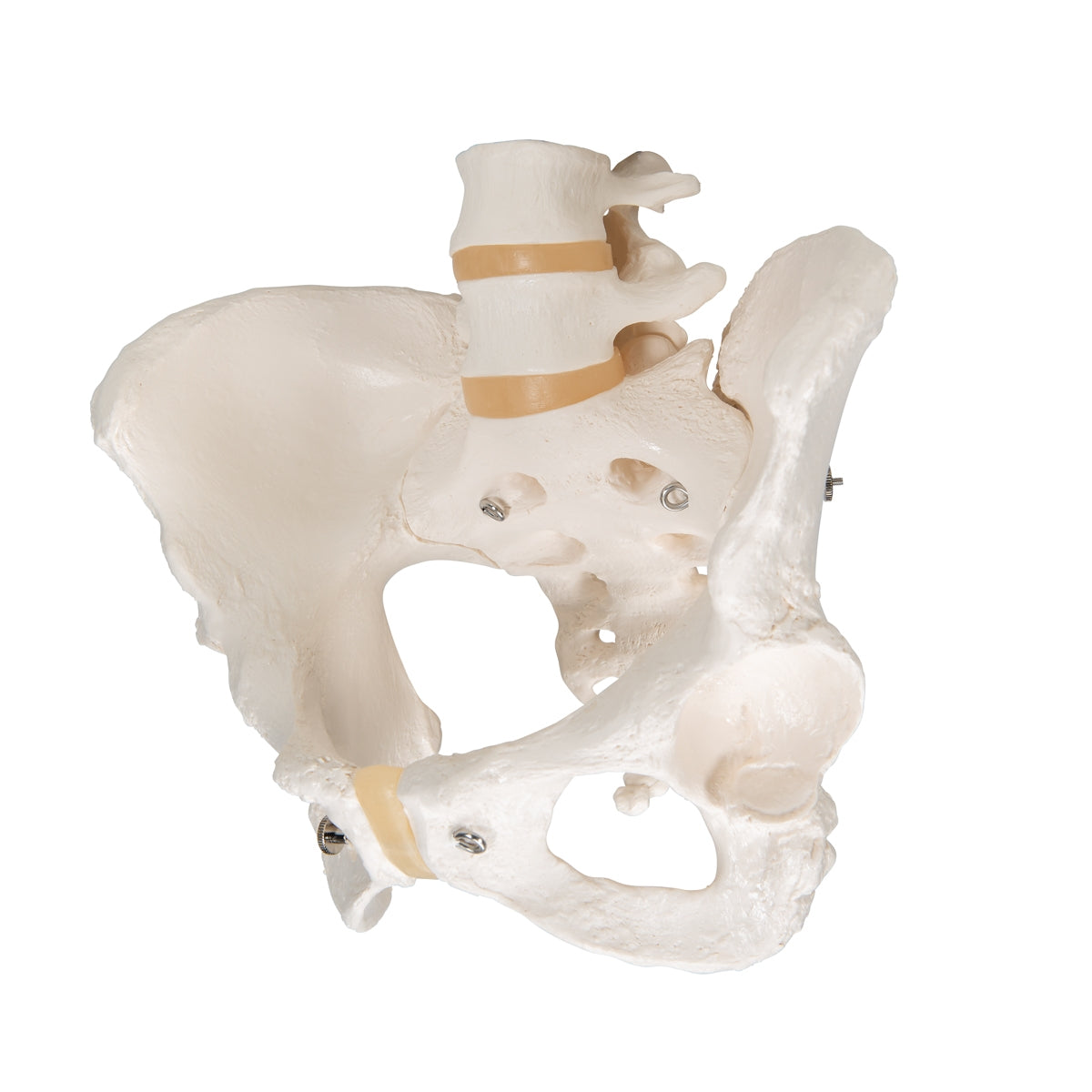 Human Female Pelvic Skeleton Model