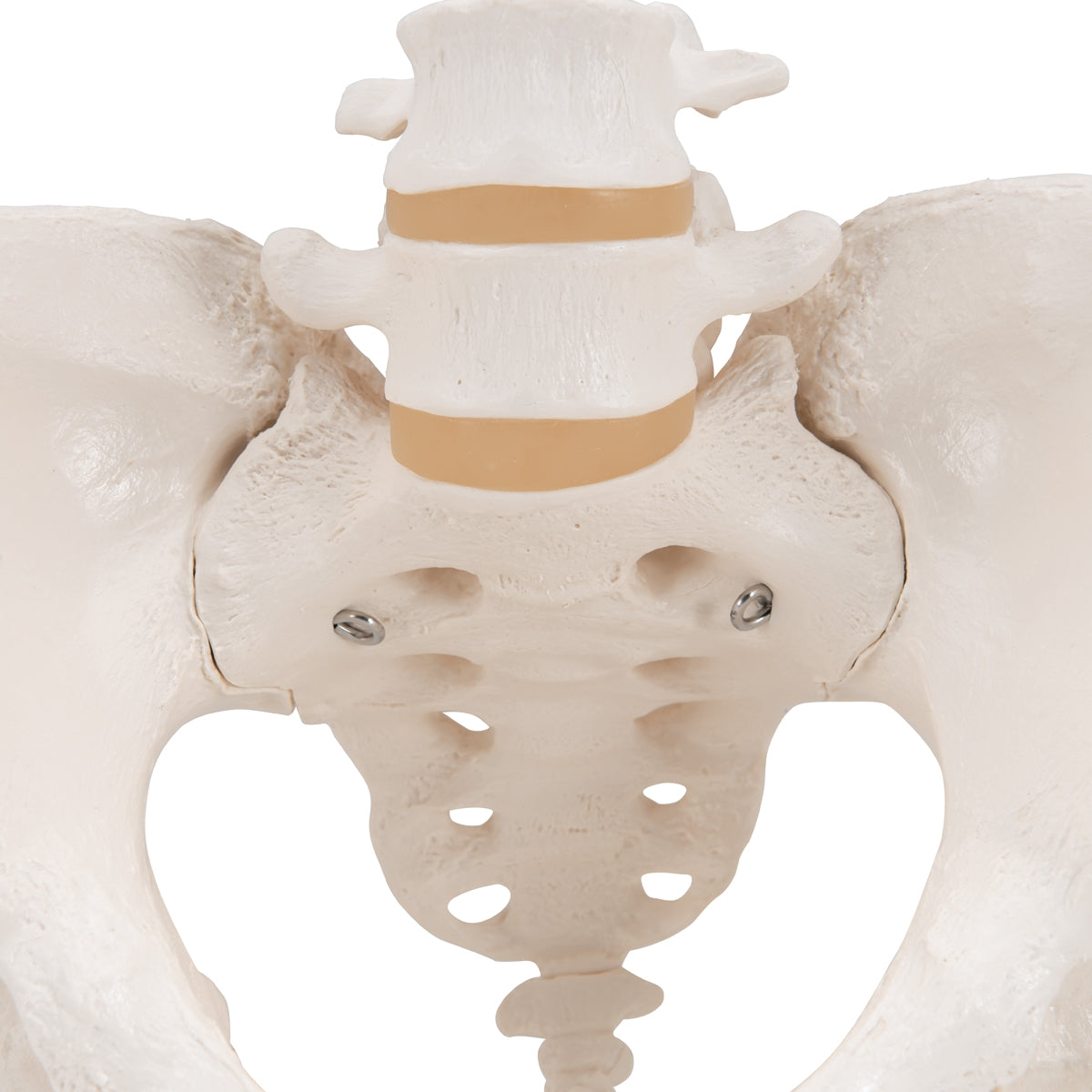 Human Female Pelvic Skeleton Model