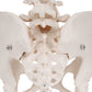 Human Female Pelvic Skeleton Model