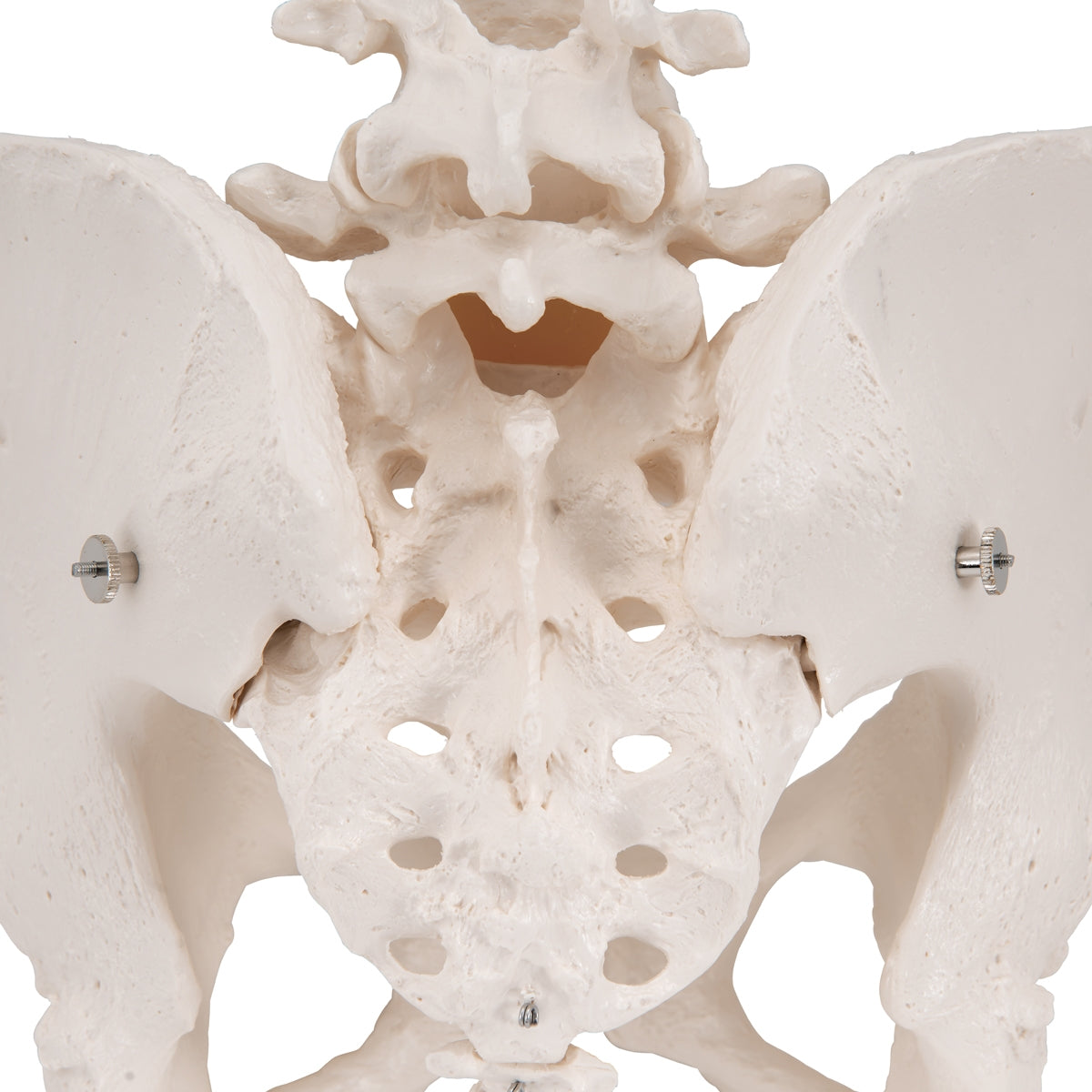 Human Female Pelvic Skeleton Model