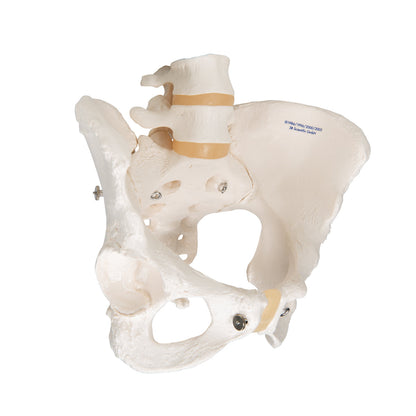 Human Female Pelvic Skeleton Model