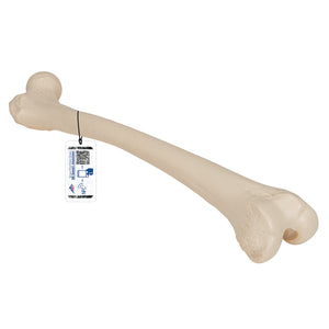 Human Femur Model