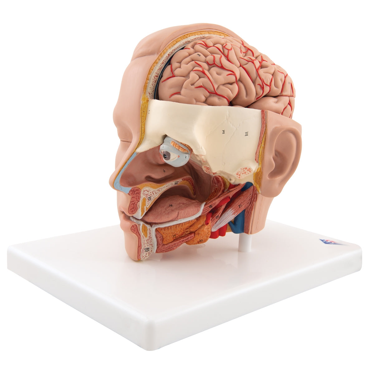 Human Head Model, 6 part