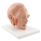 Human Head Model, 6 part