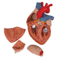 Human Heart Model, 2-times Life-Size, 4 part