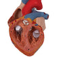 Human Heart Model, 2-times Life-Size, 4 part