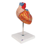 Human Heart Model, 2-times Life-Size, 4 part