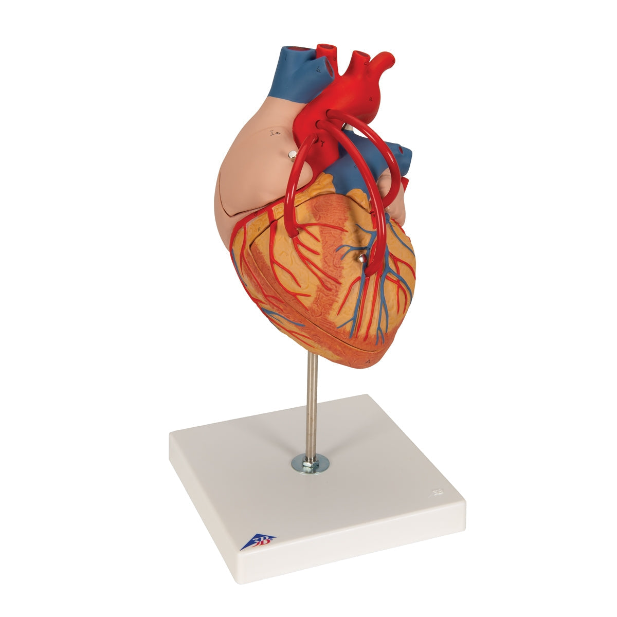 Human Heart Model with Bypass, 2 times Life-Size, 4 part