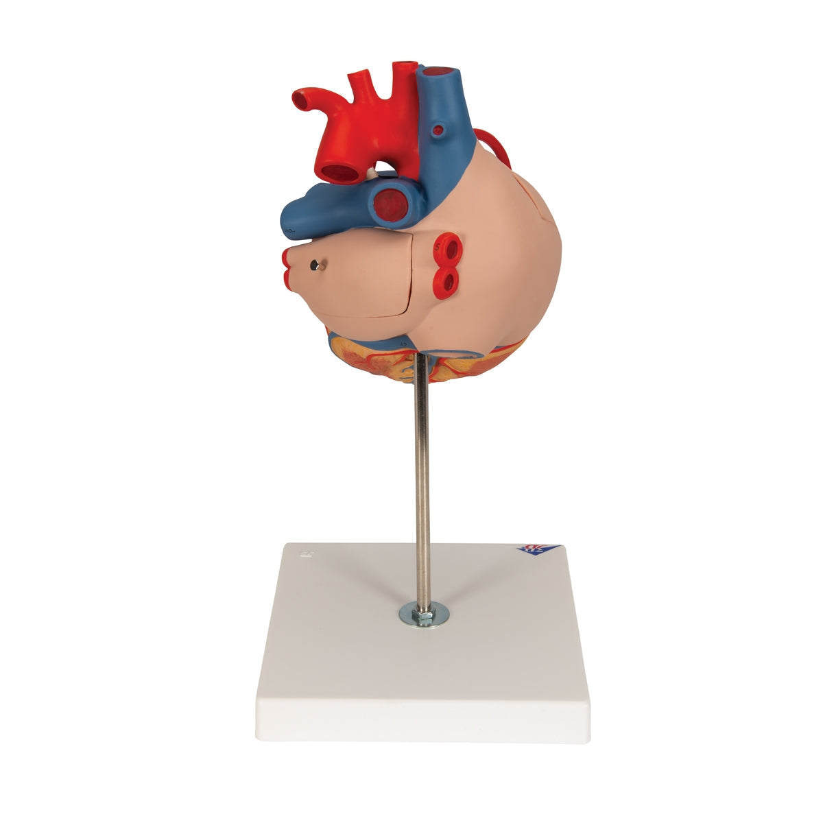 Human Heart Model with Bypass, 2 times Life-Size, 4 part