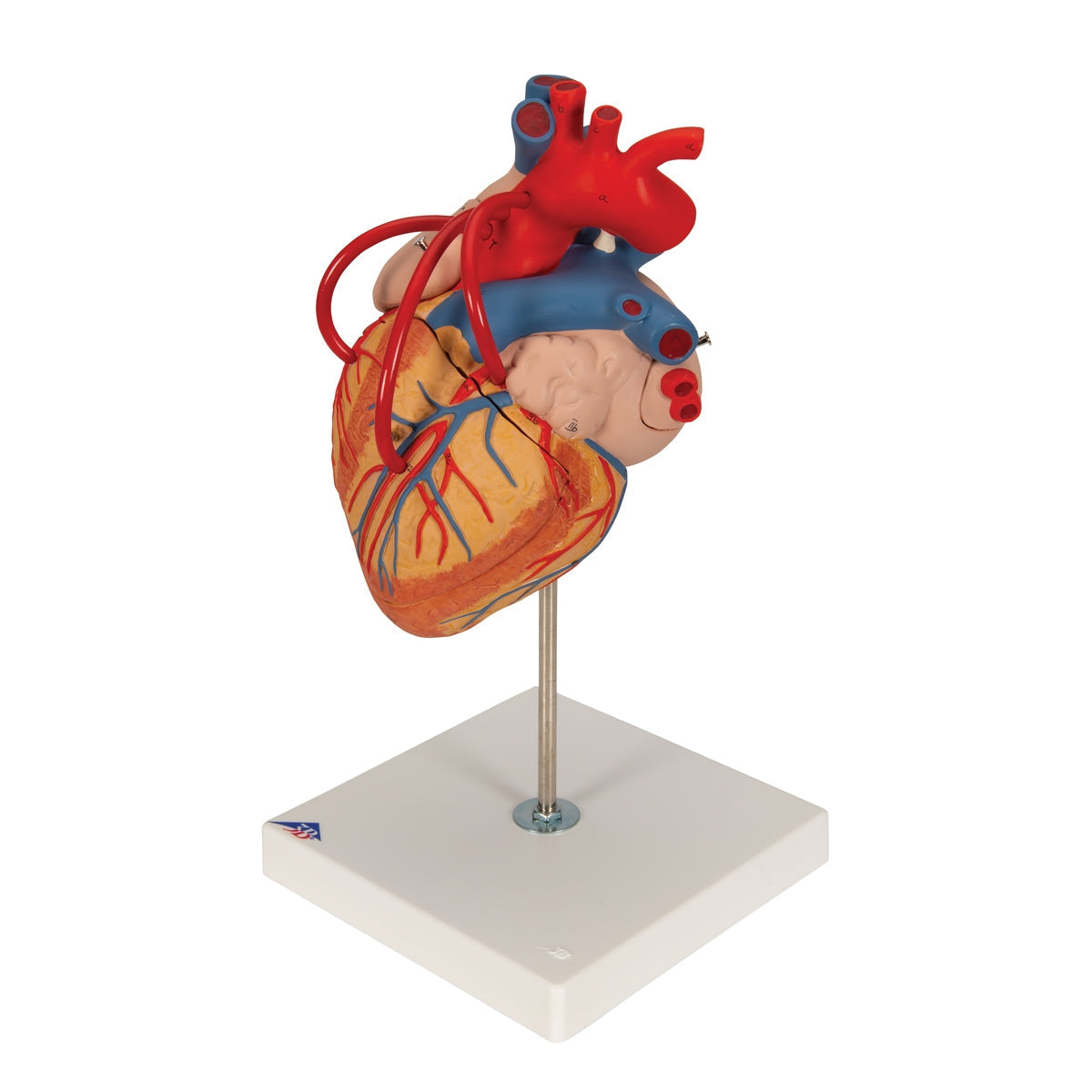 Human Heart Model with Bypass, 2 times Life-Size, 4 part