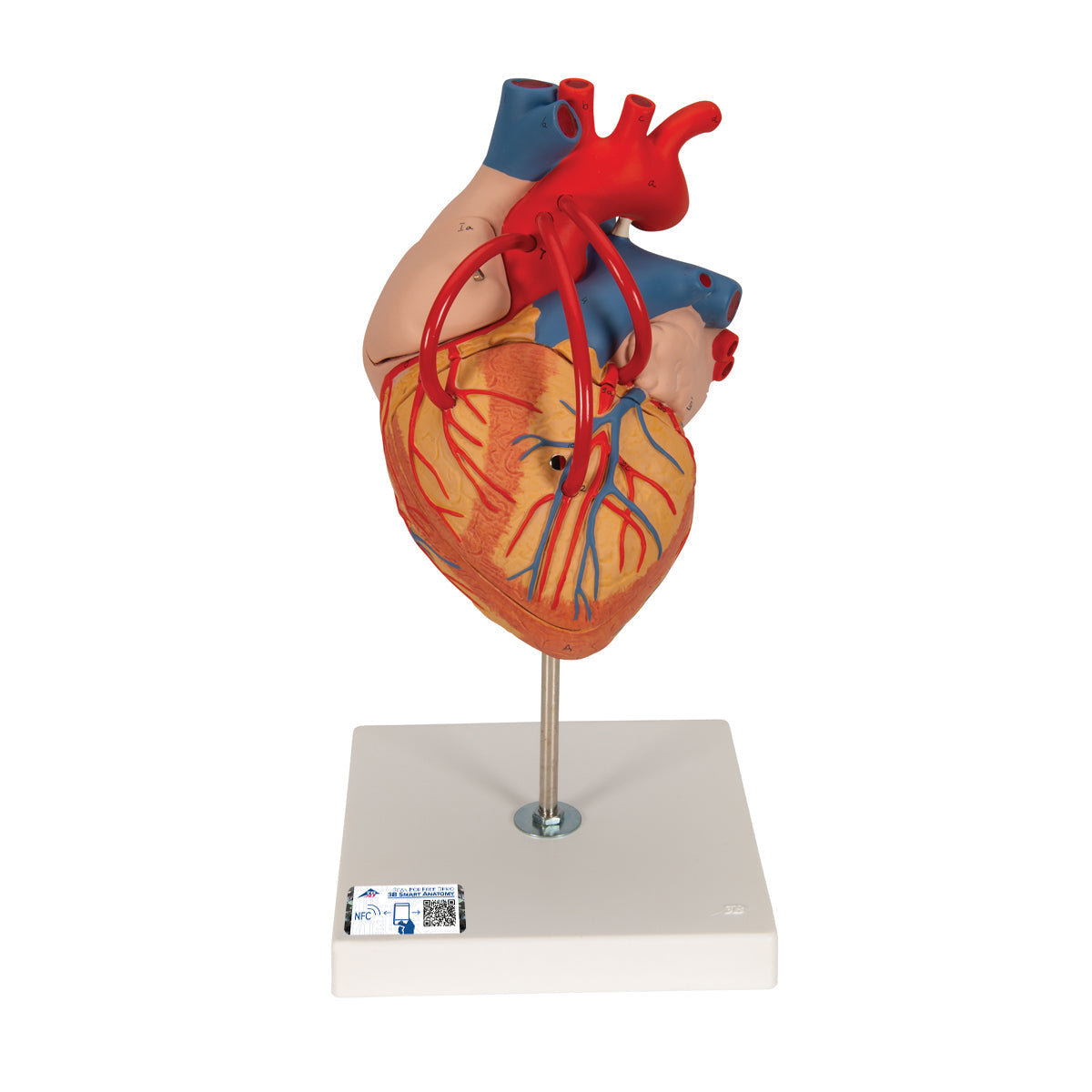 Human Heart Model with Bypass, 2 times Life-Size, 4 part