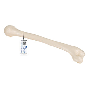 Human Humerus Model