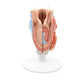 Human Larynx Model, 2 part