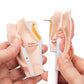 Human Larynx Model, 2 part