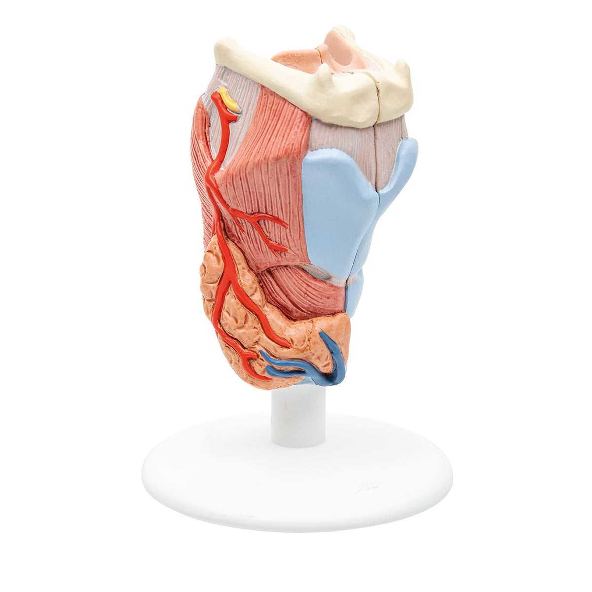 Human Larynx Model, 2 part