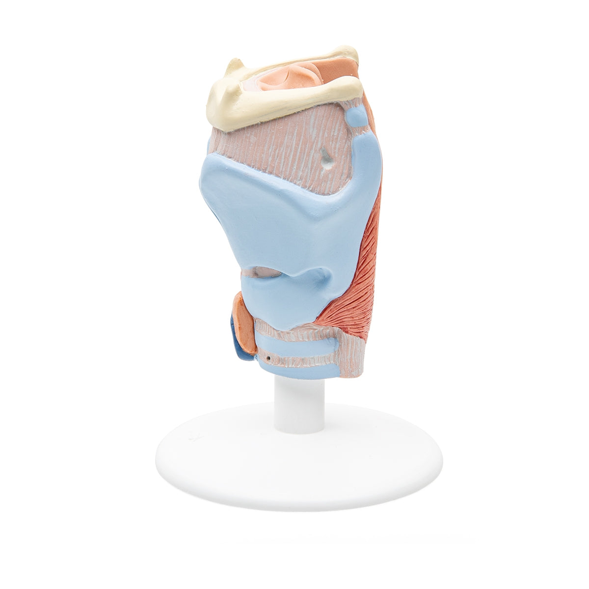 Human Larynx Model, 2 part