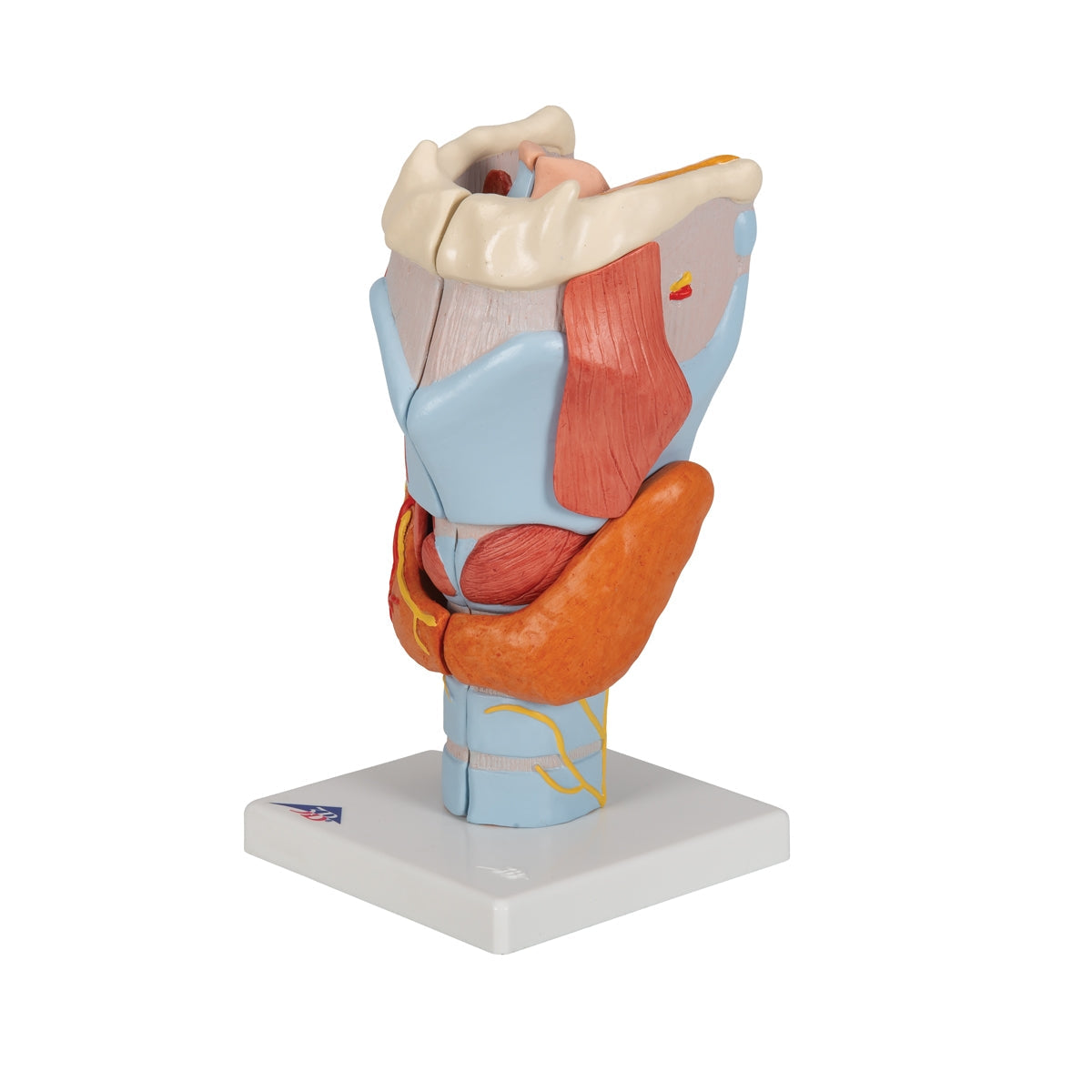 Human Larynx Model, 2 times Full-Size, 7 part