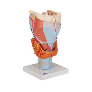 Human Larynx Model, 2 times Full-Size, 7 part