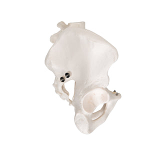 Human Male Pelvis Skeleton Model