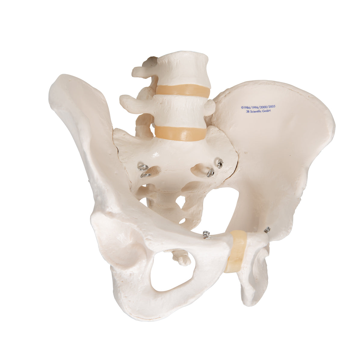 Human Male Pelvis Skeleton Model