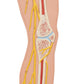 Human Nervous System Model, 1/2 Life-Size