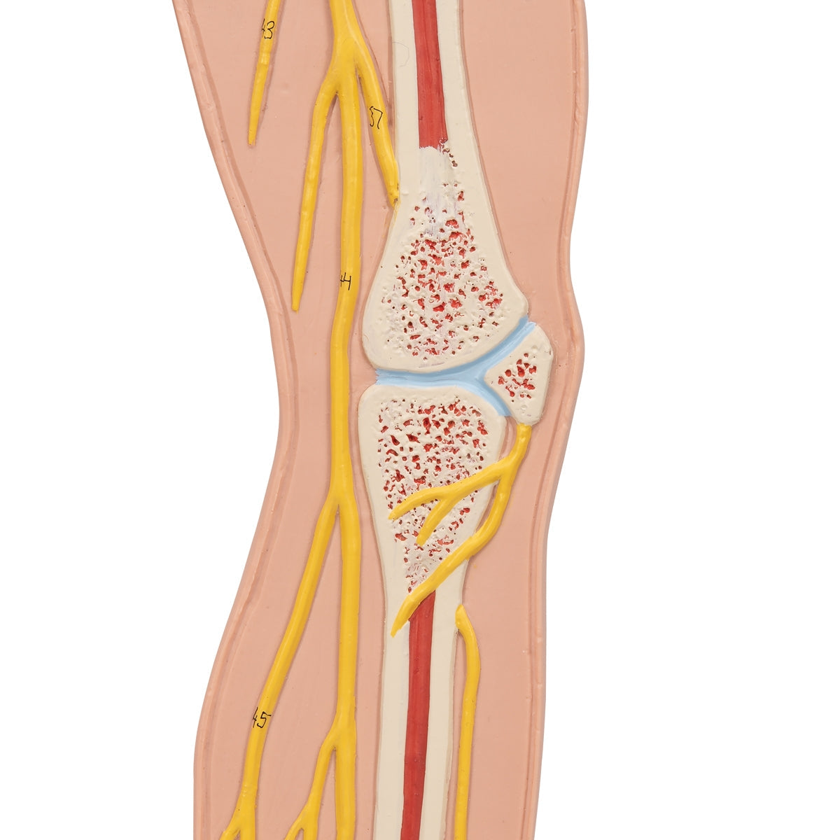 Human Nervous System Model, 1/2 Life-Size