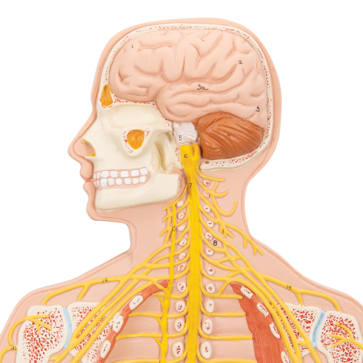 Human Nervous System Model, 1/2 Life-Size