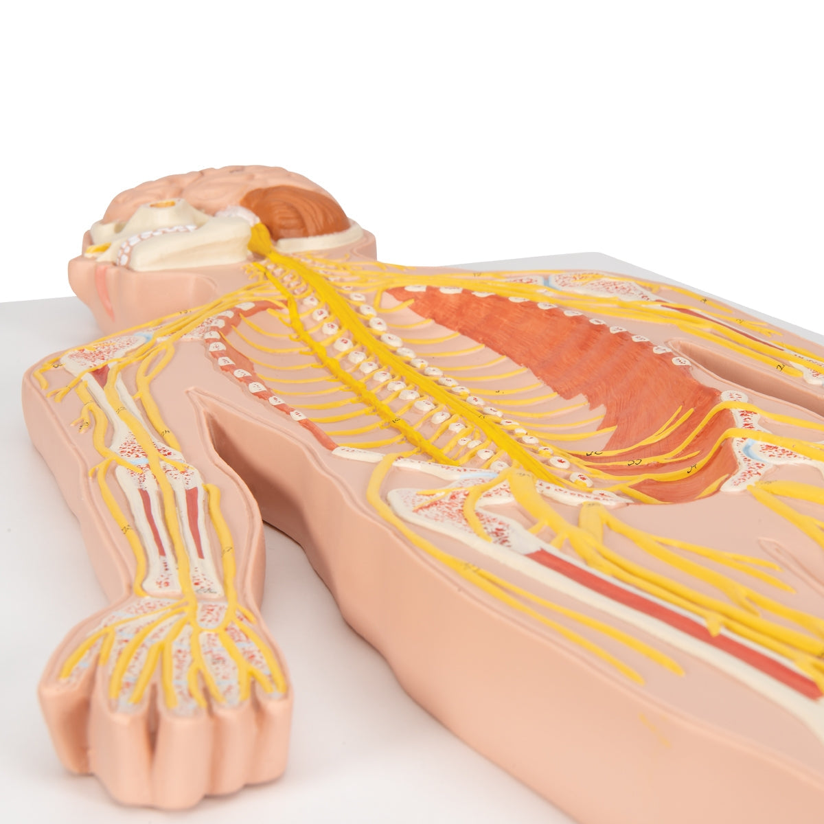 Human Nervous System Model, 1/2 Life-Size