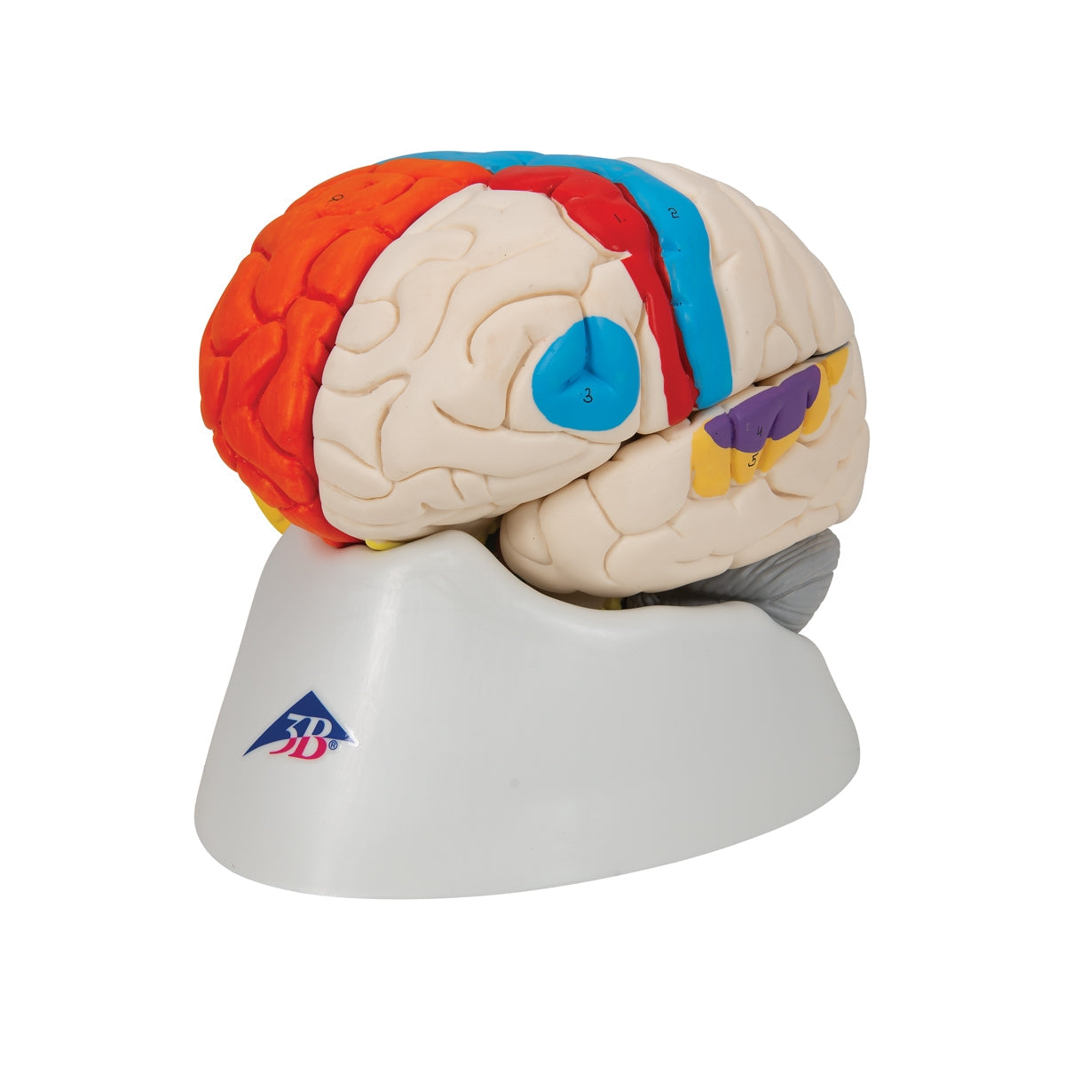 Human Neuro-Anatomical Brain Model, 8 part