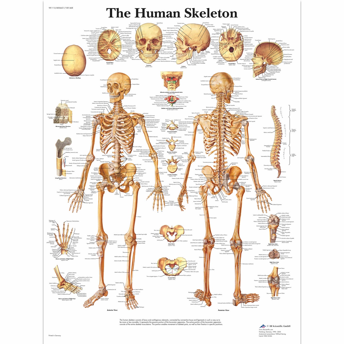 Human Skeleton Chart