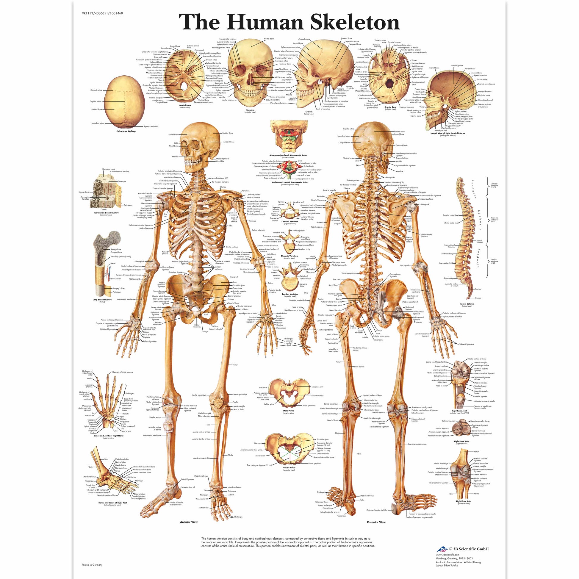 Human Skeleton Chart