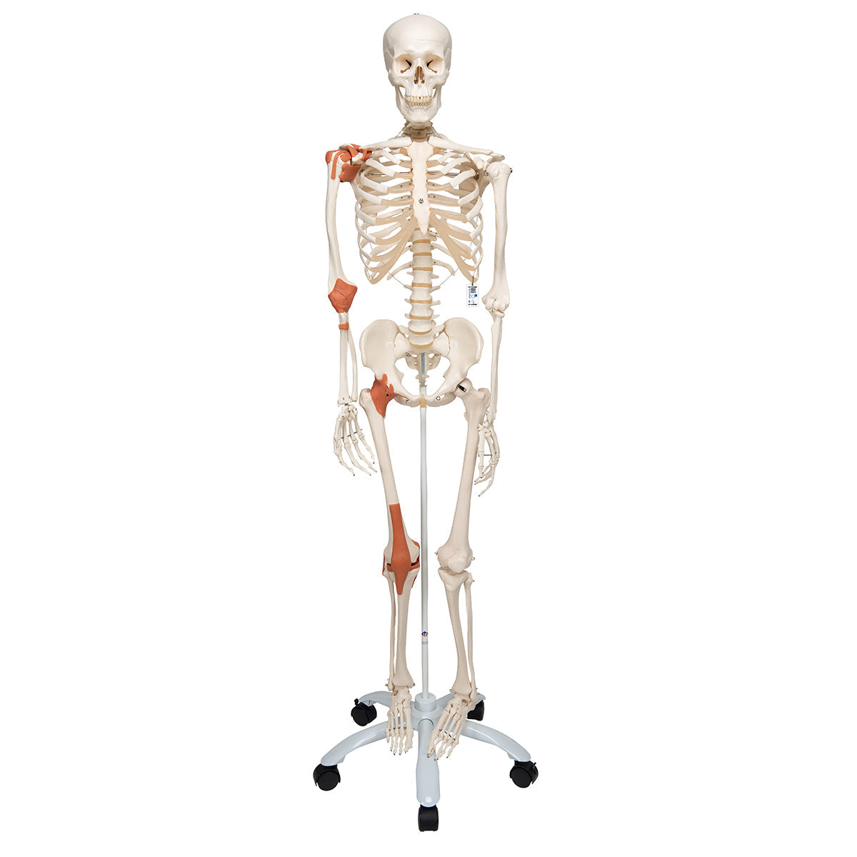 Human Skeleton Model Leo with Ligaments