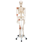 Human Skeleton Model Leo with Ligaments