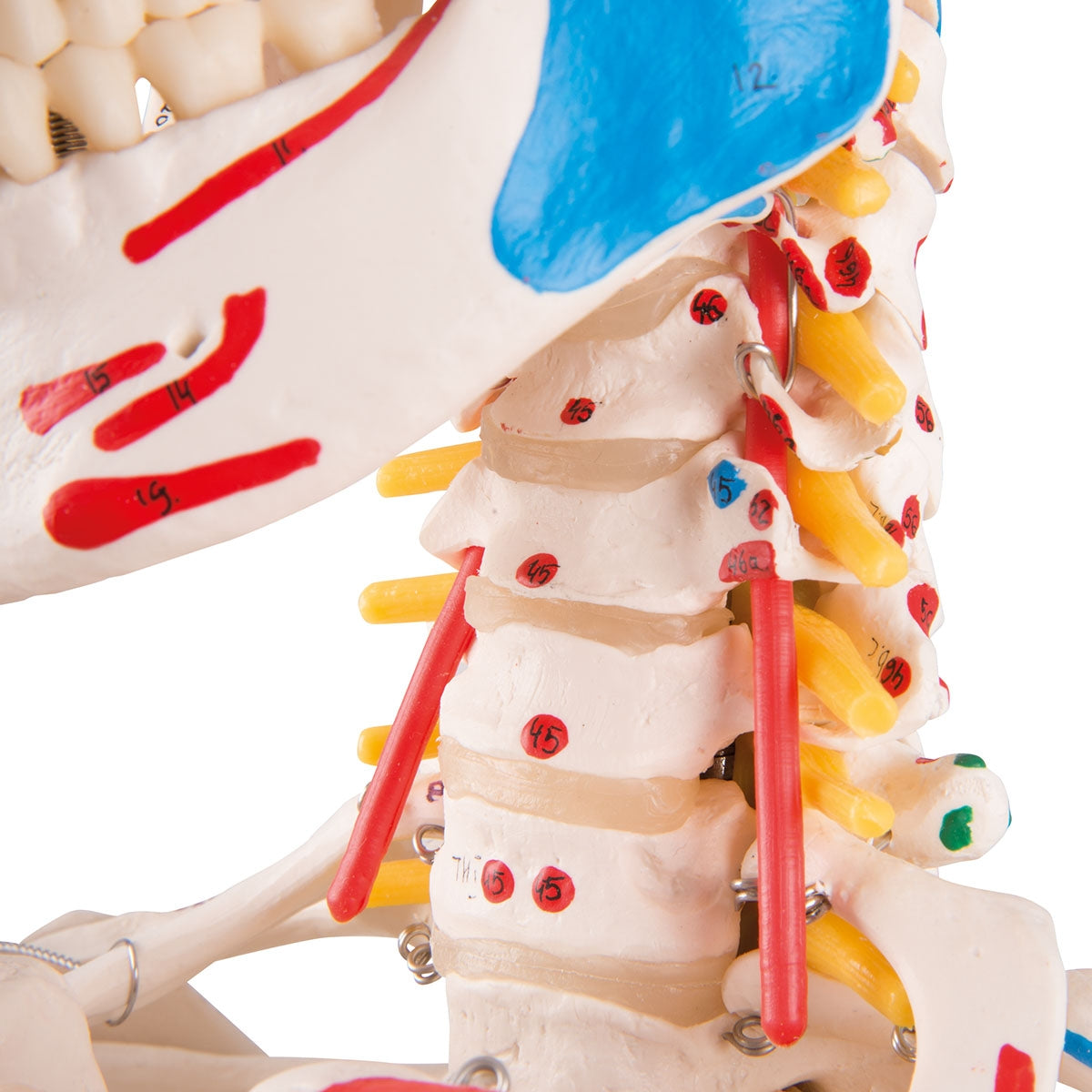 Human Skeleton Model Sam on Hanging Stand with Muscle & Ligaments