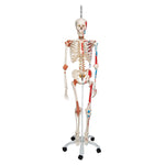 Human Skeleton Model Sam on Hanging Stand with Muscle & Ligaments